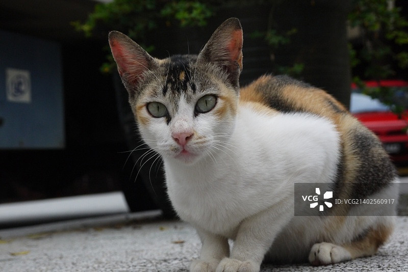 文冬武吉丁宜甘榜，马来西亚图片素材