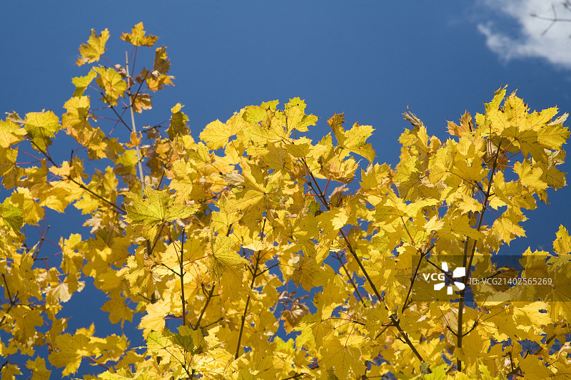 美国榆树的黄叶图片素材