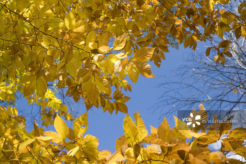 美国榆树的黄叶图片素材