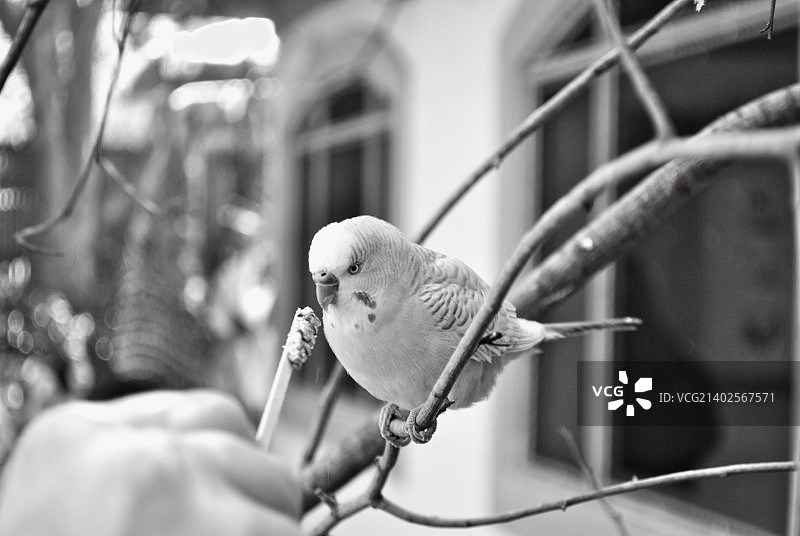 鹦鹉 1图片素材