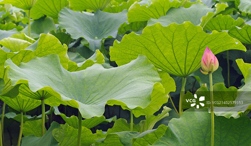 并非所有都是绿色的……图片素材