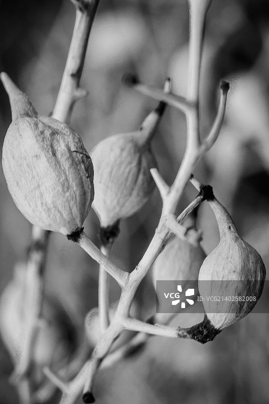 萝卜种子图片素材