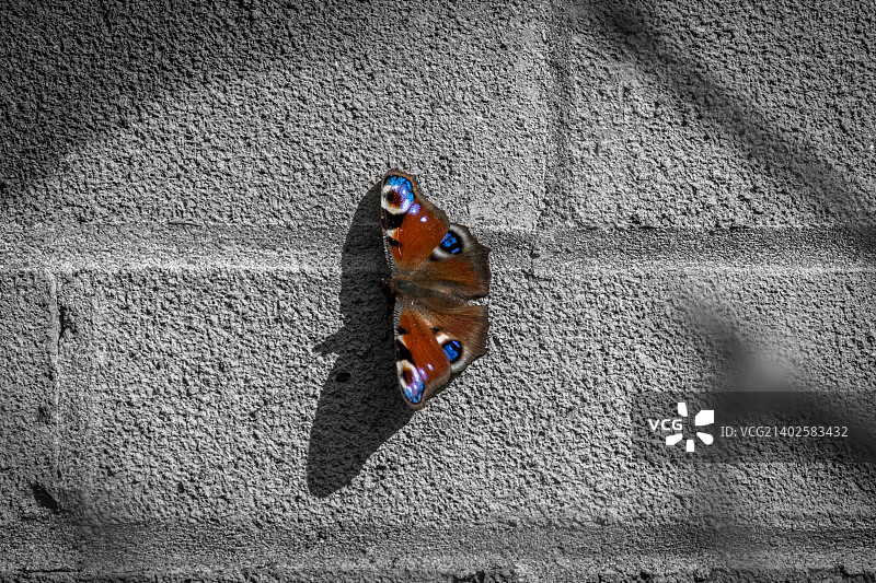 聚焦蝴蝶图片素材