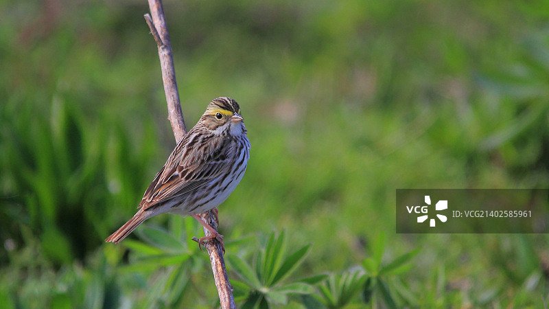 萨凡纳麻雀图片素材
