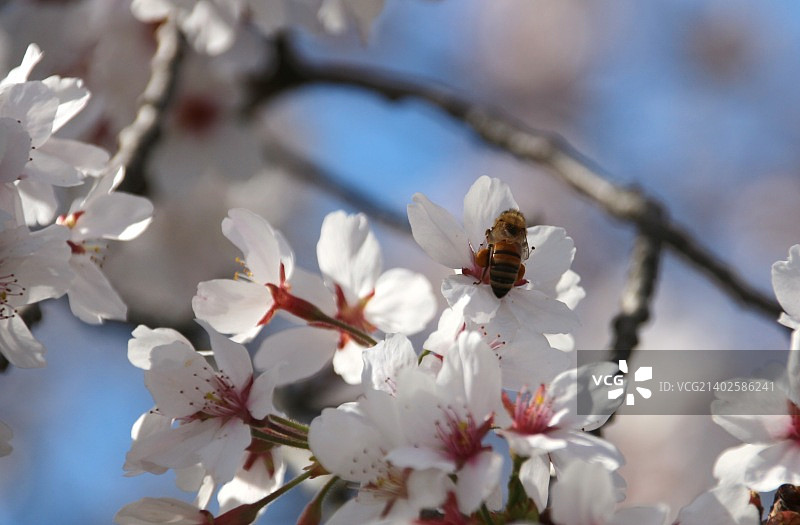 樱桃脚图片素材