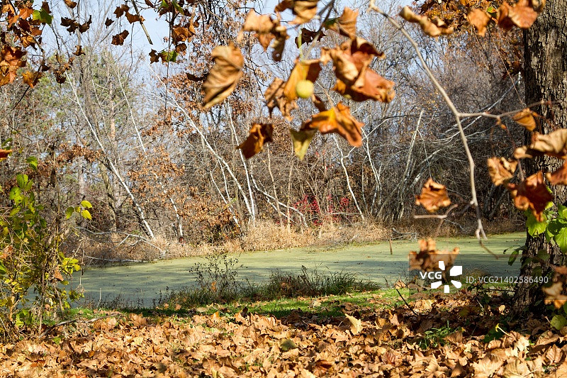 浮萍池塘的秋色图片素材