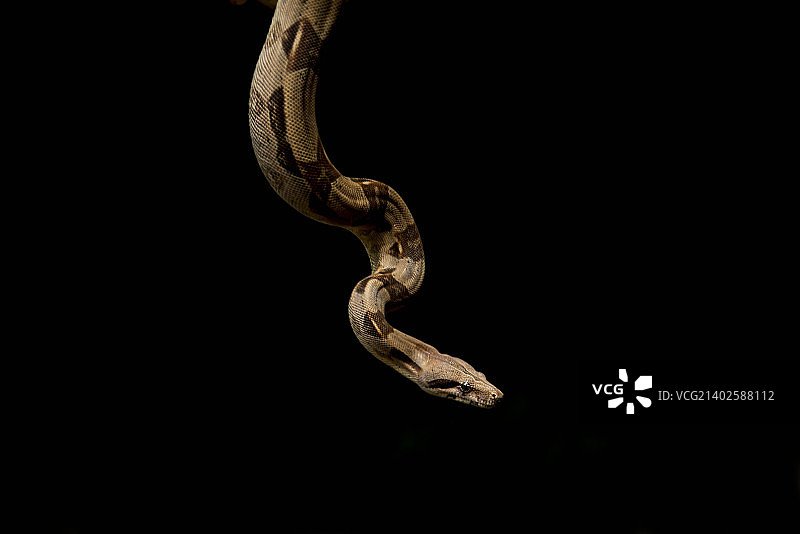 小蟒蛇图片素材