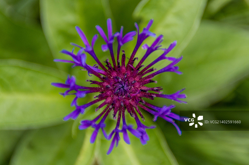 矢车菊图片素材