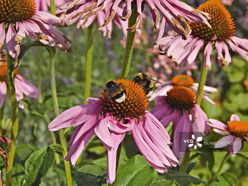 大黄蜂图片素材