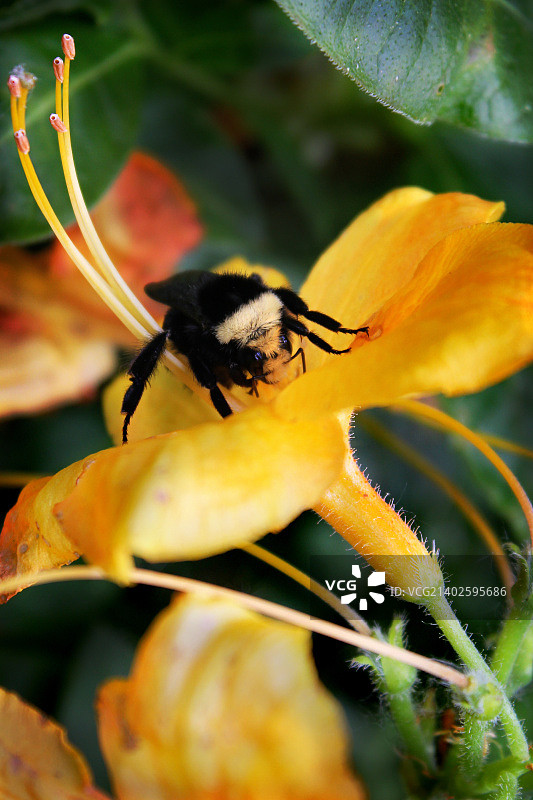 蜜蜂和虎百合图片素材