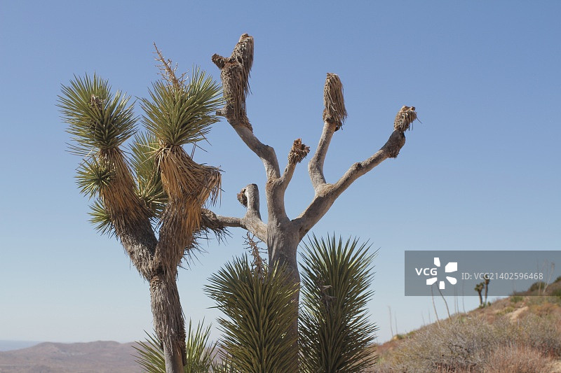 约书亚树001图片素材