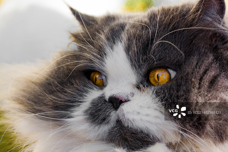猫图片素材