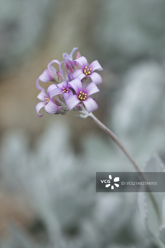 青锁龙属植物图片素材