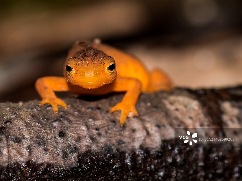 小夥伴图片素材