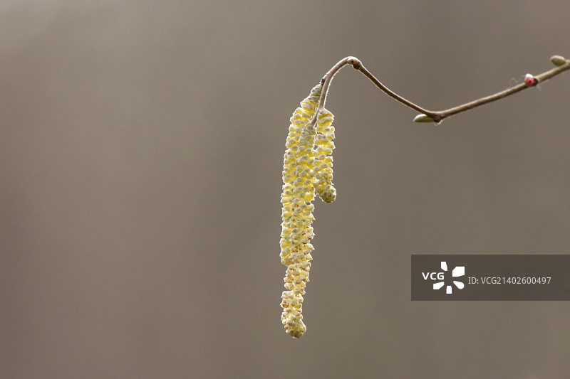 毛茛研究图片素材