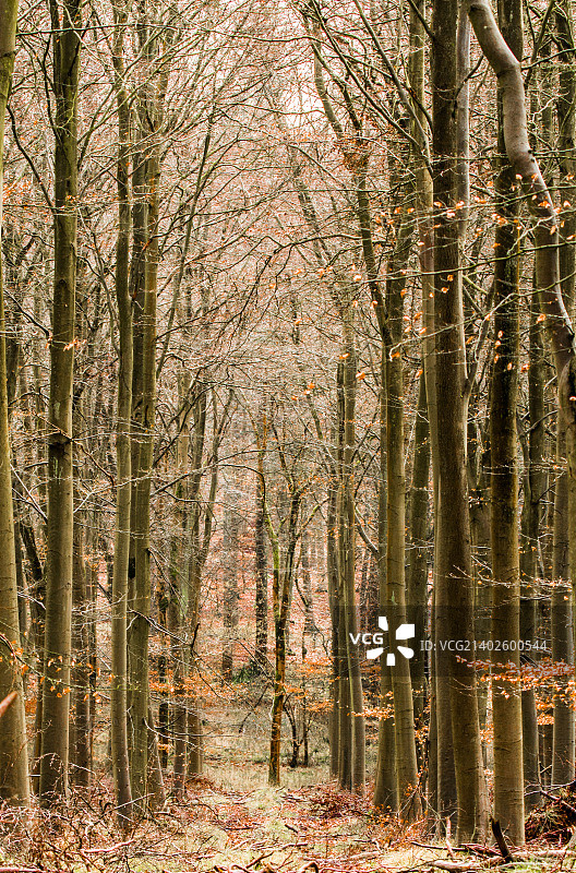 林荫大道图片素材