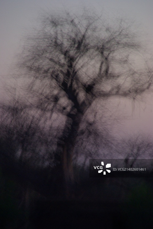 模糊的猴面包树图片素材