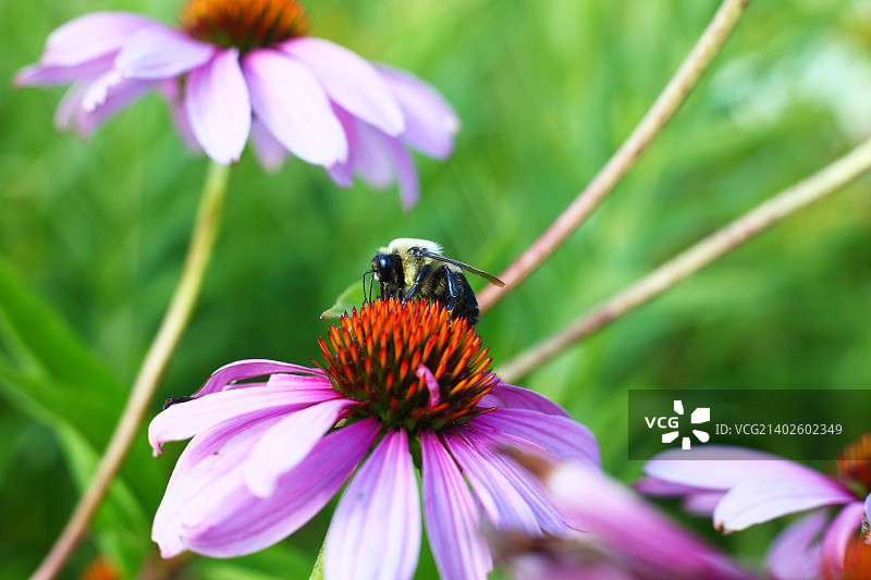 熊蜂在花上图片素材