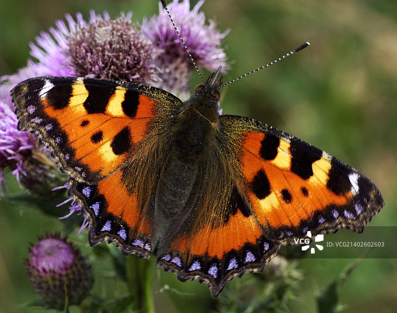 小环蛱蝶图片素材