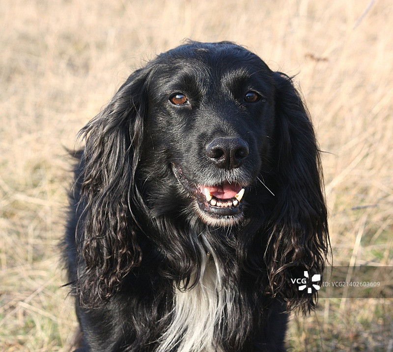 博伊斯，西班牙猎犬图片素材
