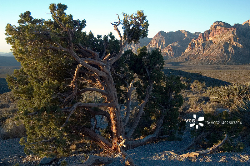 红石峡谷中的刺柏图片素材