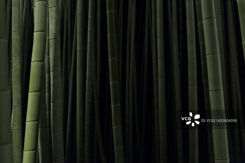 竹林02图片素材