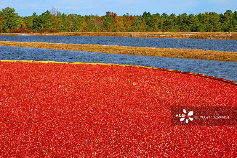 蔓越莓收获图片素材