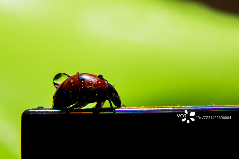 朱蕉属植物绿色图片素材