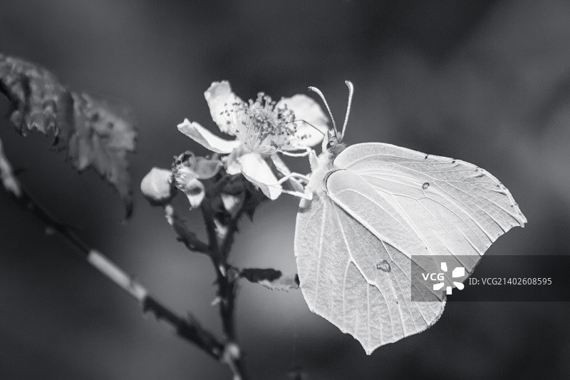 硫磺粉蝶：单色研究图片素材