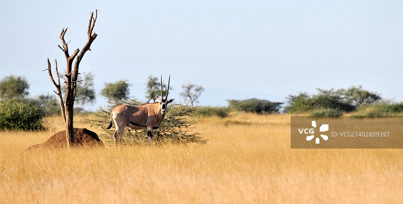 大羚羊图片素材