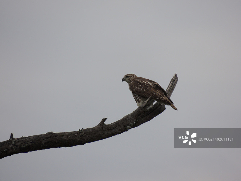 铁血战士2图片素材
