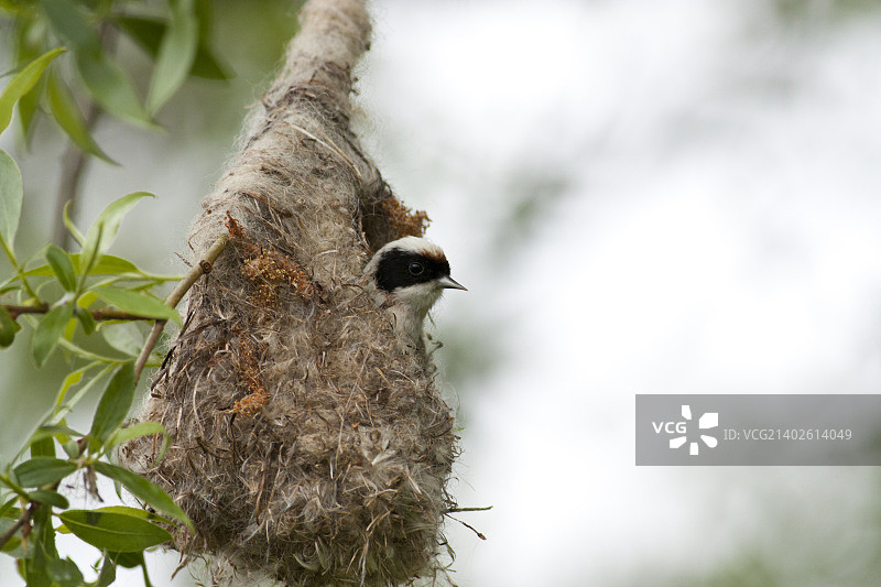 欧亚攀雀图片素材