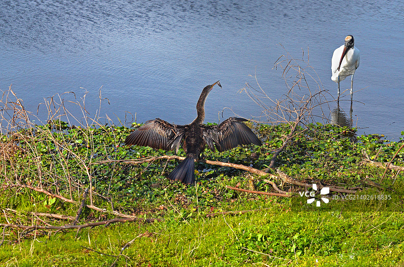 蛇鹈和美洲林鹳图片素材