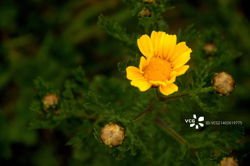 放松身心的自然植物图片素材
