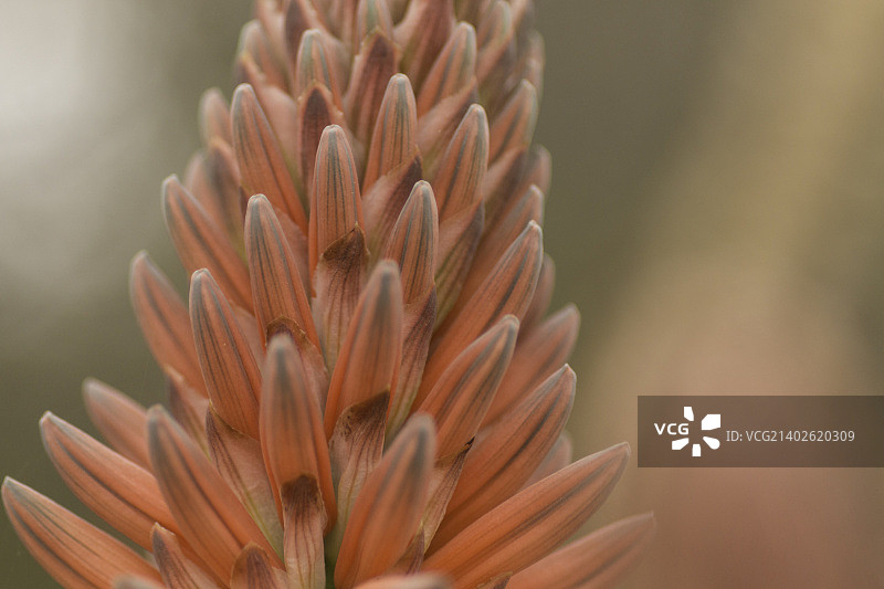 蓝眼菊图片素材