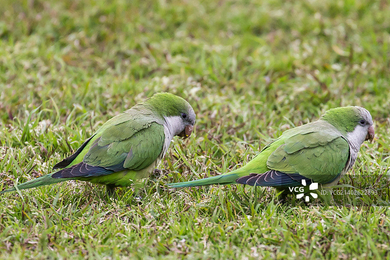和尚鹦鹉吃草图片素材