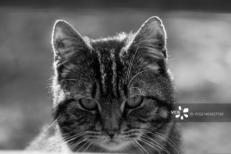 凝视摄影师的黑白照片图片素材