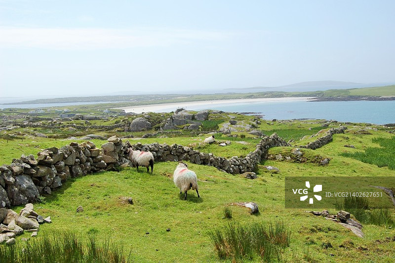 通往康尼马拉路上的绵羊牧场图片素材