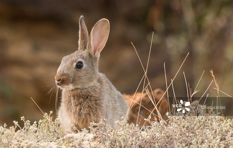 晚间套装图片素材