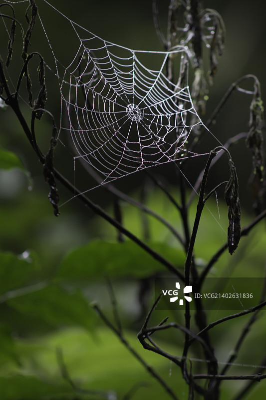 森林里的雨天5/20图片素材