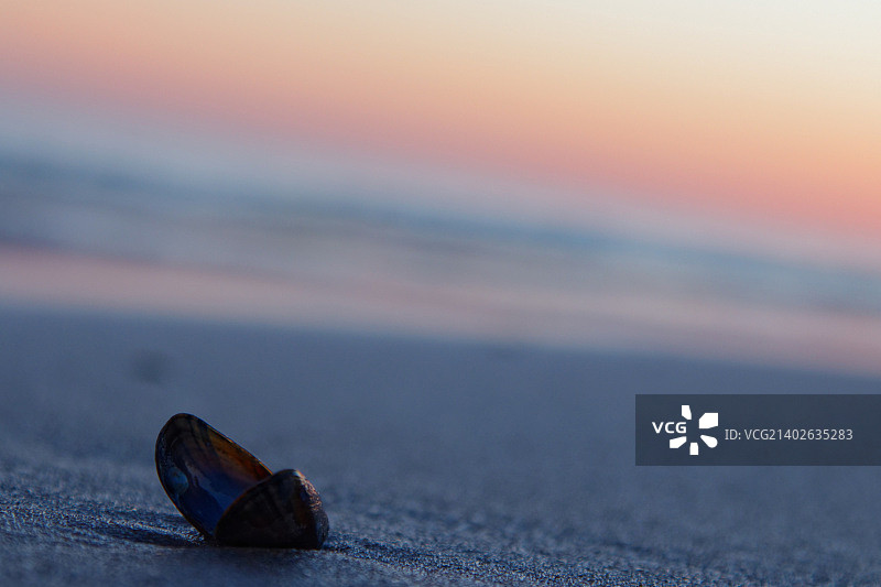 粉彩贝壳图片素材