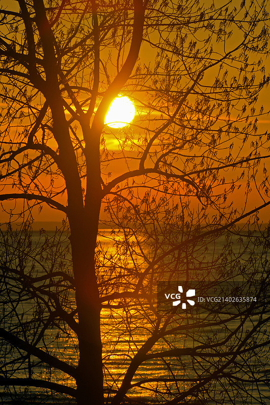 夕阳穿过树枝，安大略省乔治亚湾图片素材
