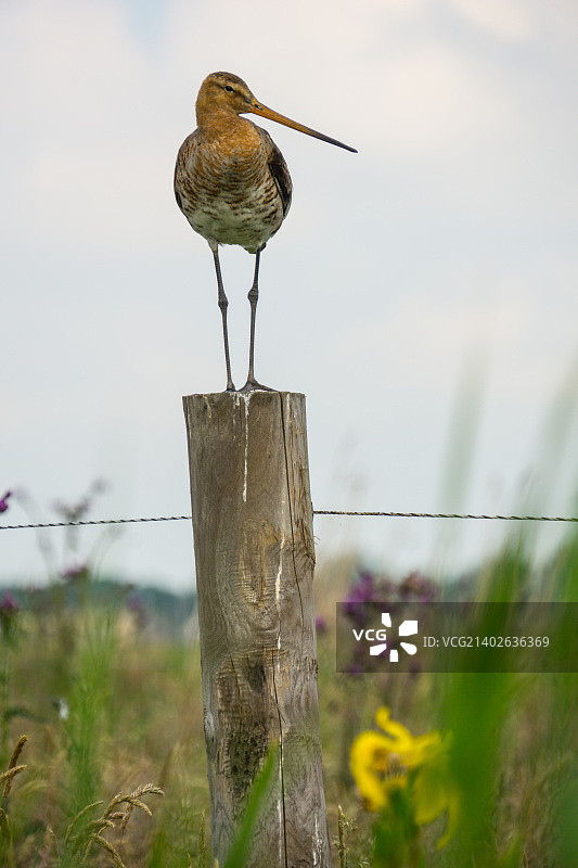 黑尾塍鹬图片素材