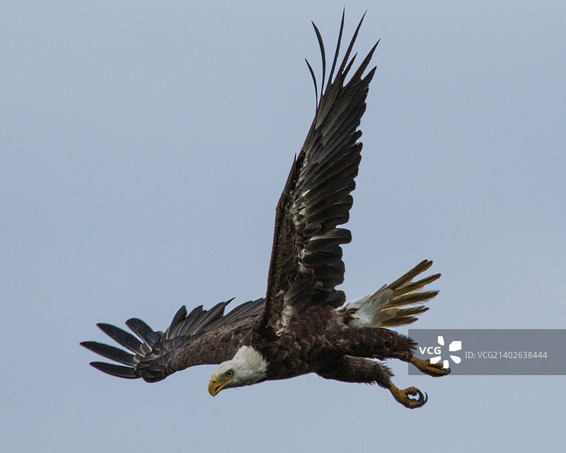 俯冲的老鹰图片素材