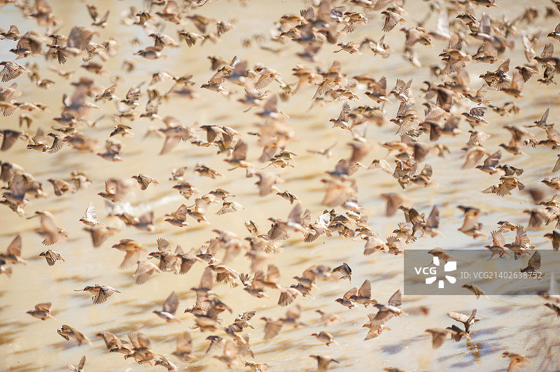 忙碌的鸟儿图片素材
