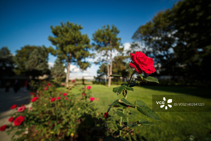 伊斯坦布尔托普卡帕宫玫瑰图片素材