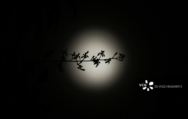 月亮花图片素材