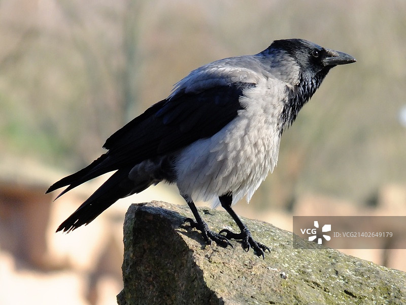 Frank Wiesner摄影作品图片素材