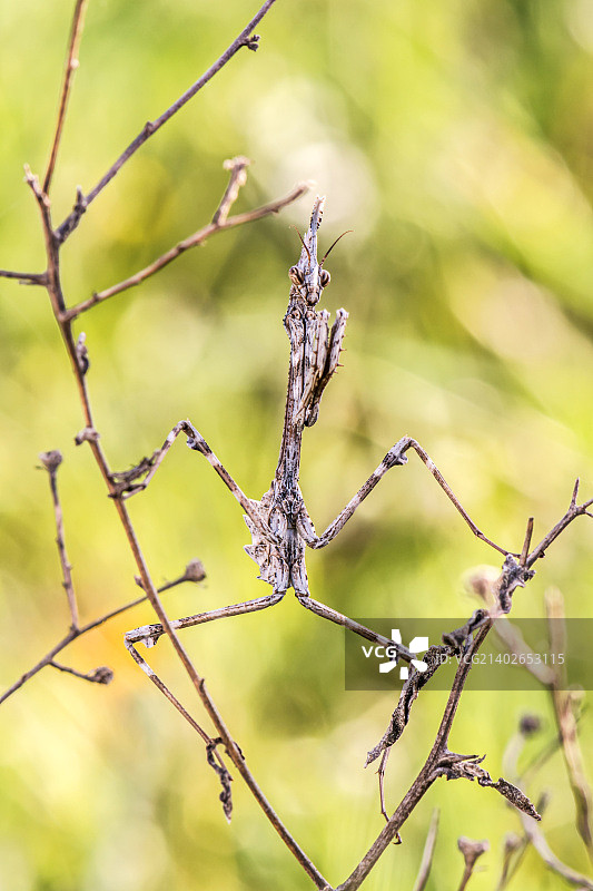 羽角螳螂：完美伪装昆虫图片素材