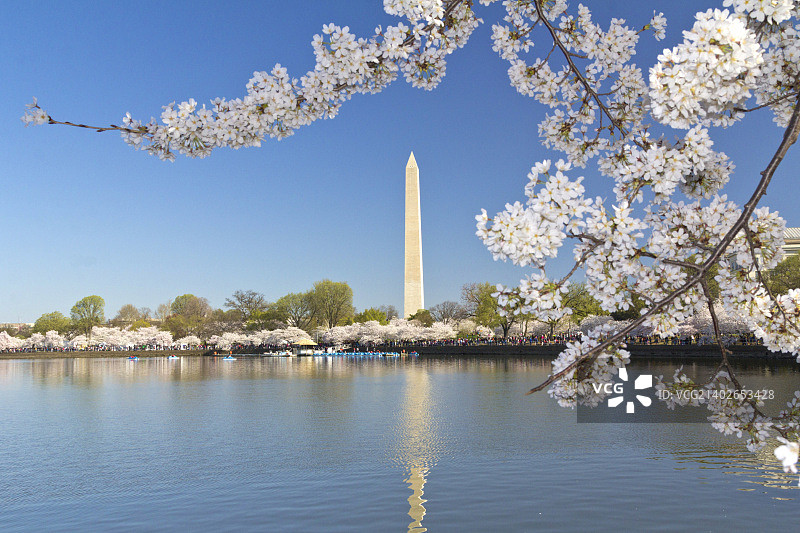 樱花节期间的华盛顿纪念碑图片素材